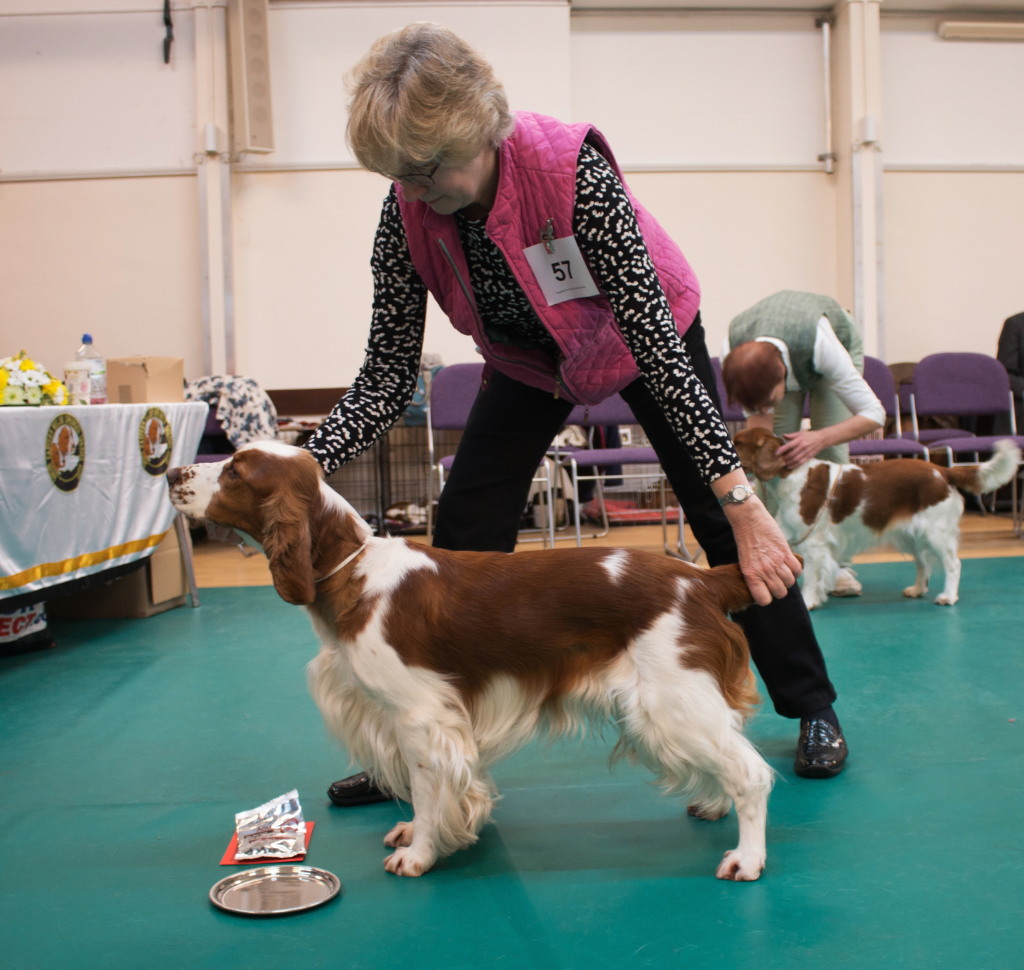 Special Award Post Grad Dog or Bitch Special Award Post Grad Dog or Bitch